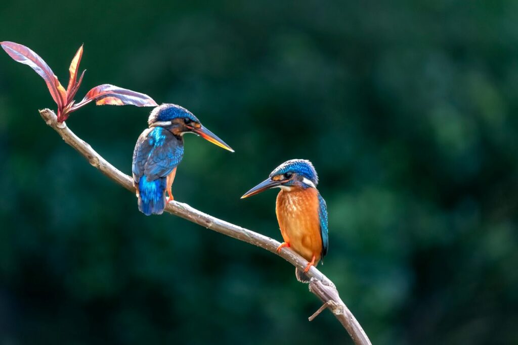 Vogelbeobachtung auf Trischen, Teil der Trischen Sehenswürdigkeiten.