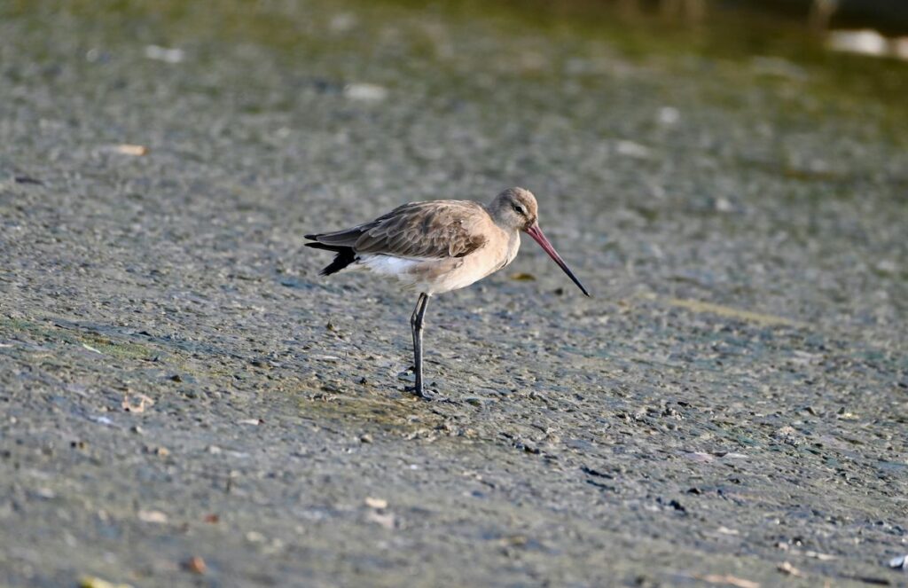 Küstenwildlife auf der Insel Trischen.