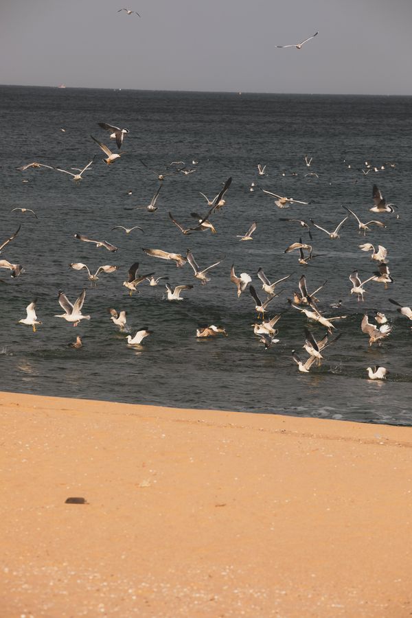 Inselflieger Wangerooge am Strand in der Luft