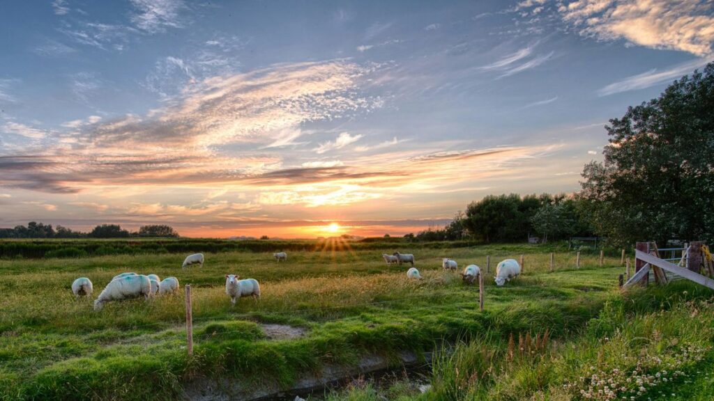 Pellworm Insel Nordsee Landschaft Naturerlebnis Deutschland